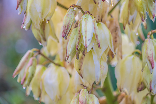 Yucca filamentosa flowers with water drops close up