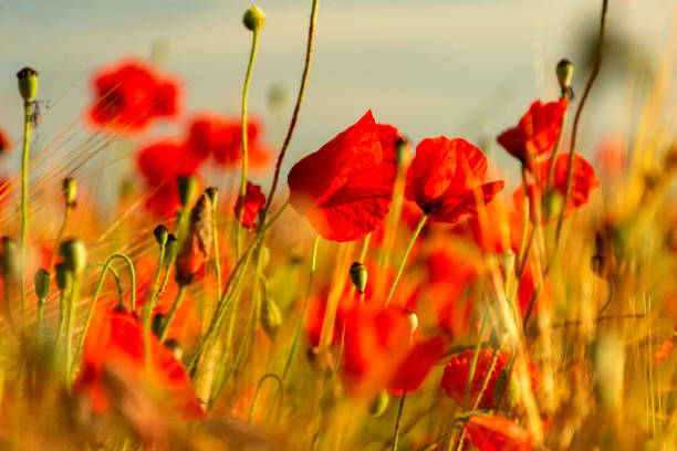 Red poppy flower into a wheat field at sunset. Spring. Speak stock photo