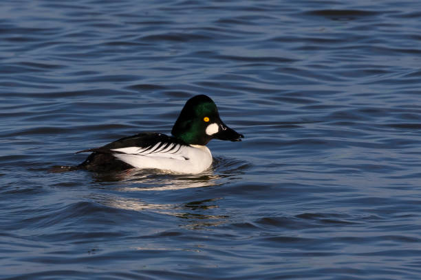 istock Goldeneye duck on lake Michigan,Wisconsin 1089657184