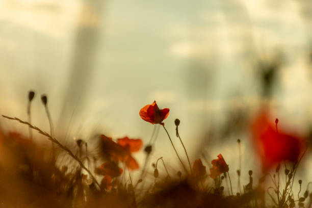 istock Red poppy flower into a wheat field at sunset. Spring. Speak 1089657596