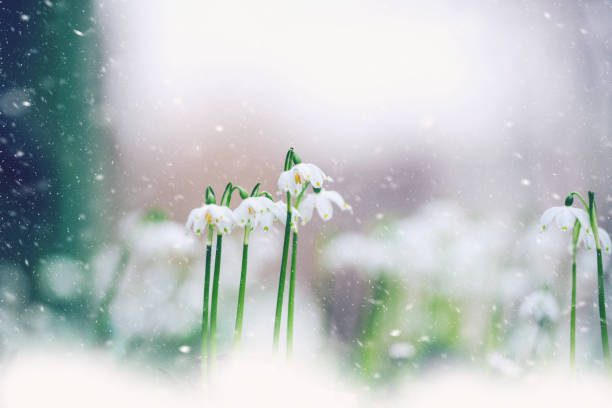 istock Late Spring Snow Over Leucojum Vernum 1089657782