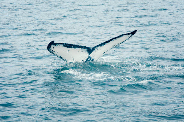 istock Humpback Whale Tail Fluke,  Megaptera Novaeangliae, Southeast Alaska 1089660586