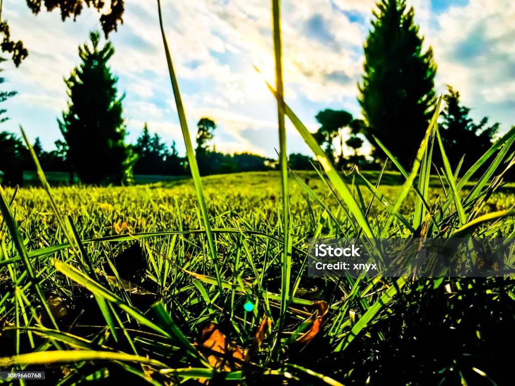 Foto de Bom Dia Gramado e mais fotos de stock de Acordar - Acordar, Agricultura, Beleza natural - Natureza - iStock Foto de Bom Dia Gramado e mais fotos de stock de Acordar - Acordar, Agricultura, Beleza natural - Natureza - iStock