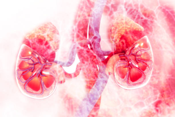 istock Human kidney cross section on scientific background 1089660978