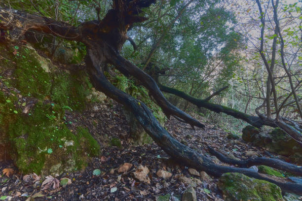 istock A shot of forest trees 1089663578
