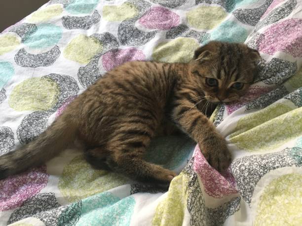 귀여운 고양이 영국 스트라이프 lop-eared - scotland cyprus 뉴스 사진 이미지
