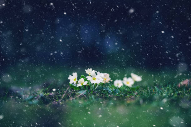 istock Snowing over Primula vulgaris in spring 1089666660