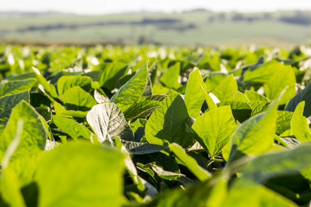 istock Soybean field - detail 1089669678