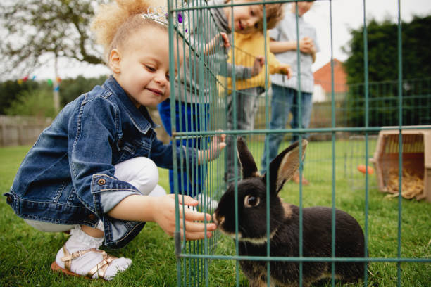 Feeding the Pet Rabbit Little girl feeding a pet rabbit through the gap in the cage. She is smilig with happiness letting the rabbit smell her hand. animals in captivity photos stock pictures, royalty-free photos & images