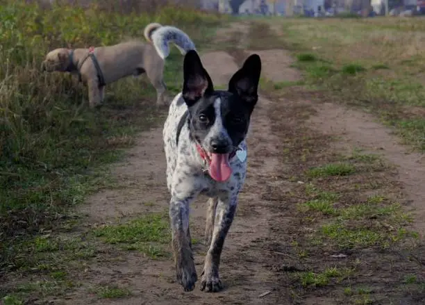 A white and black happy dog running on a field. Another dog is in the background.