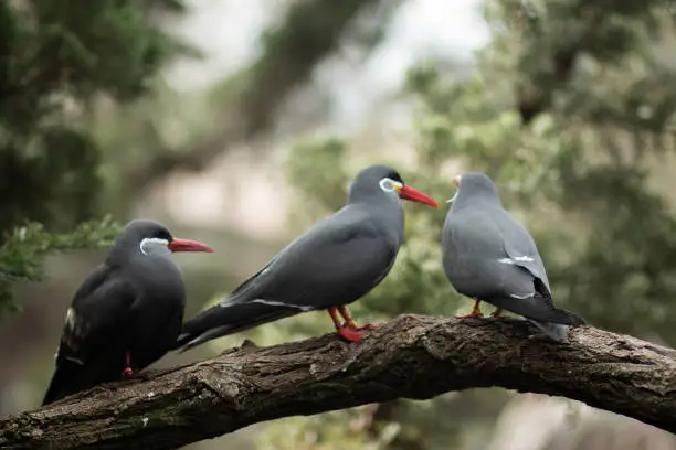 Three Inca Terns sitting on a branch