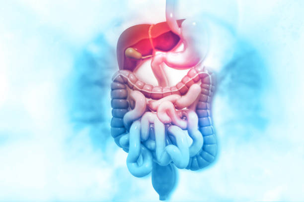科学的背景を持つ人間の消化器系 - 人間の消化器官 ストックフォトと画像