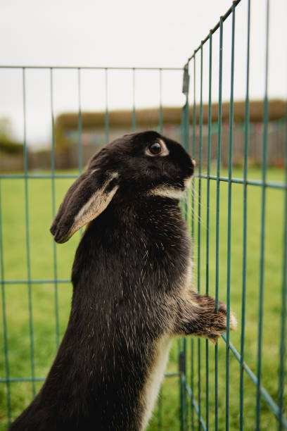 istock Pet Rabbit Outdoors 1089674434