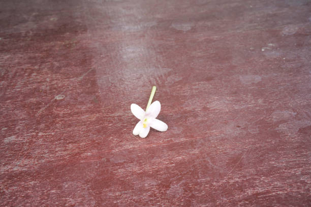 istock white flower on wood background 1089676152