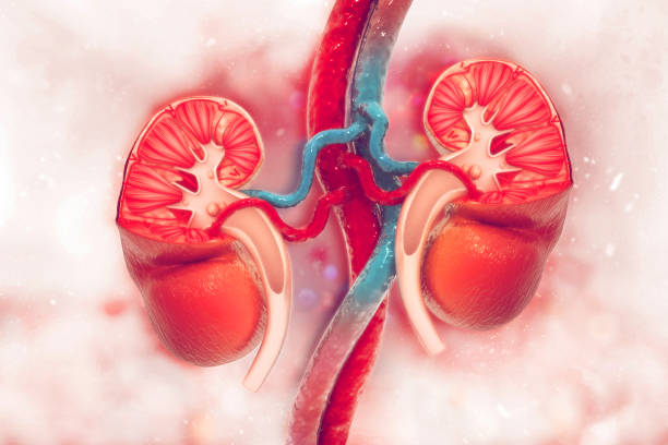 istock Human kidney cross section on scientific background 1089676232