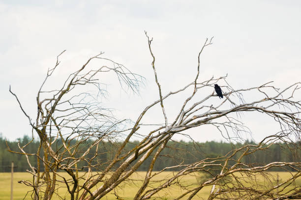istock Black wild crow on tree branches against the sky 1089676496