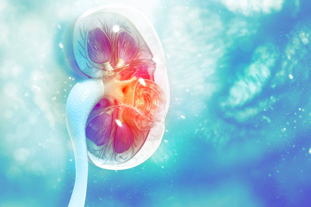 istock Human kidney cross section on scientific background 1089678496