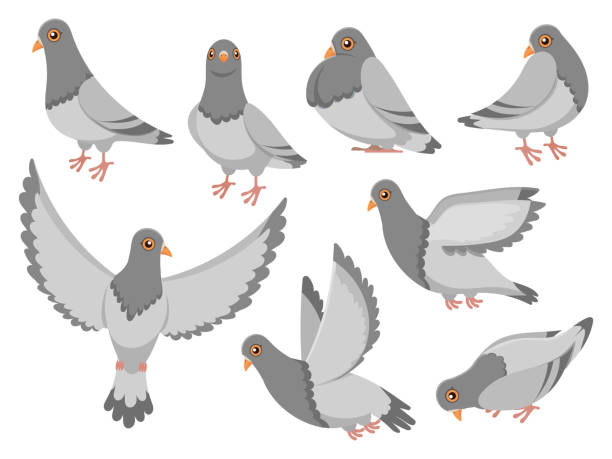 Cartoon pigeon. City dove bird, flying pigeons and town birds doves isolated vector illustration set Cartoon pigeon. City dove bird, flying pigeons and town birds doves. Wild or domestic gray fly or standing dove birds. Birdie isolated vector illustration icons set pigeons eating stock illustrations