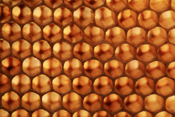 istock View of bee honeycombs against the light. 1089678648