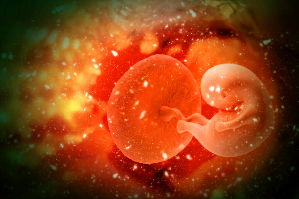 human fetus on scientific background - placenta baby childbirth newborn imagens e fotografias de stock