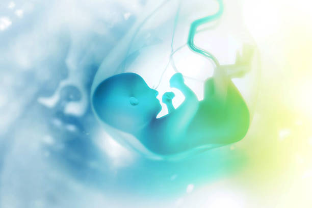 human fetus on scientific background - placenta baby childbirth newborn imagens e fotografias de stock