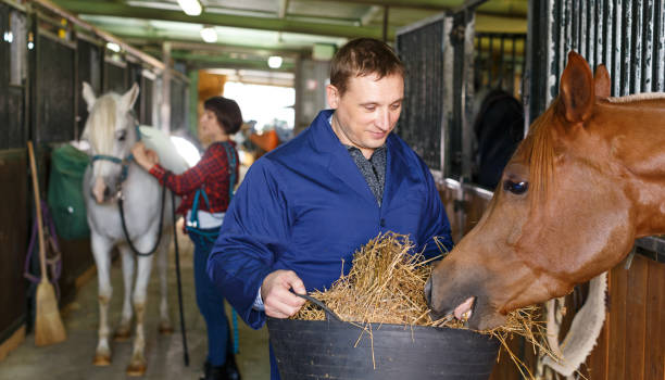Man in working clothes feeding horse