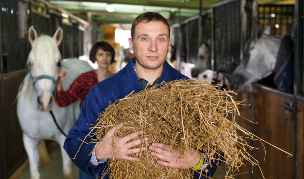 istock Male farm worker feeding horse 1089680304