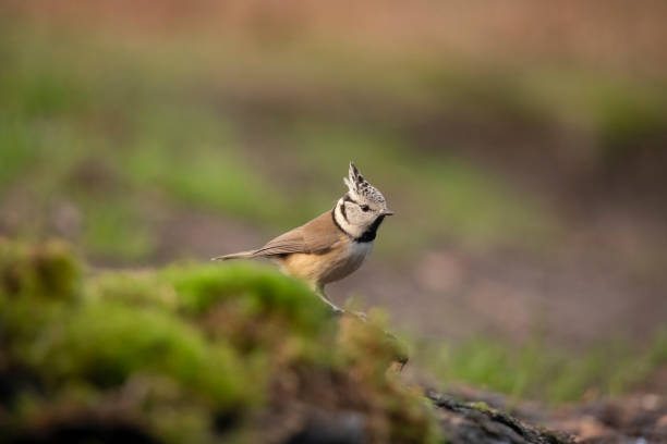 istock Crested Tit, Lophophanes cristatus 1089681716