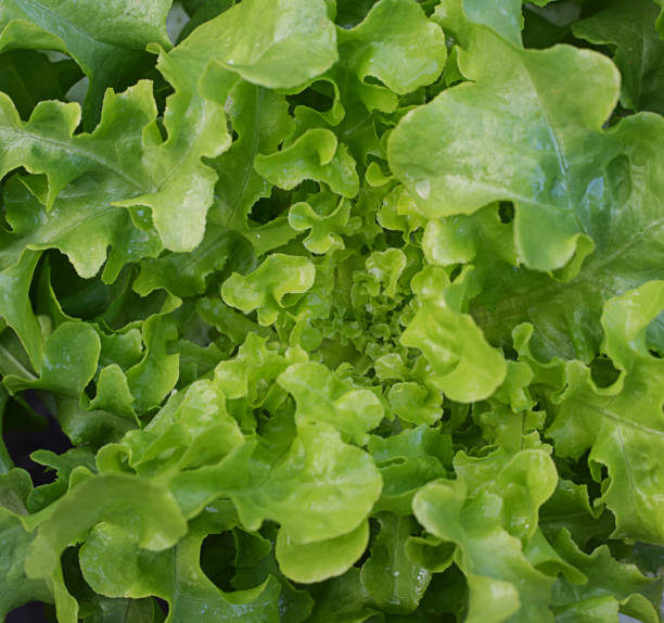 istock Top view of green lettuce 1089684296