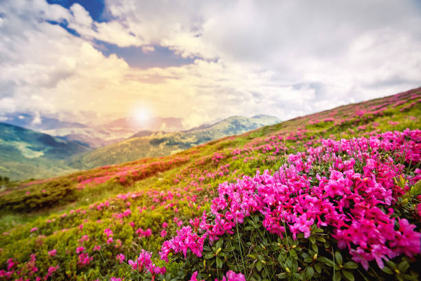 istock Beautiful view high in the mountains in summer. 1089684564