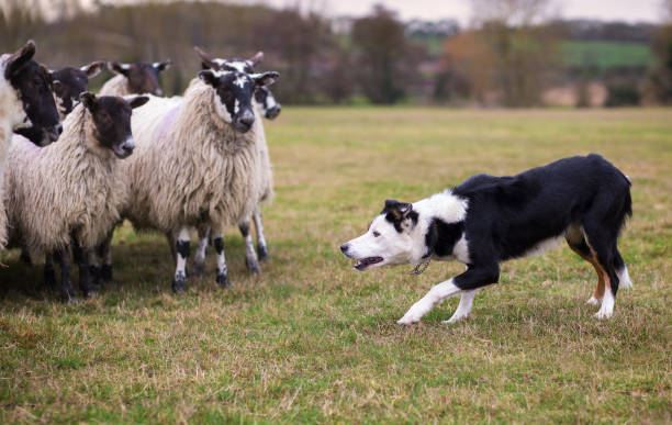 Border collie sheepdog stalking a flock of ewes stock photo