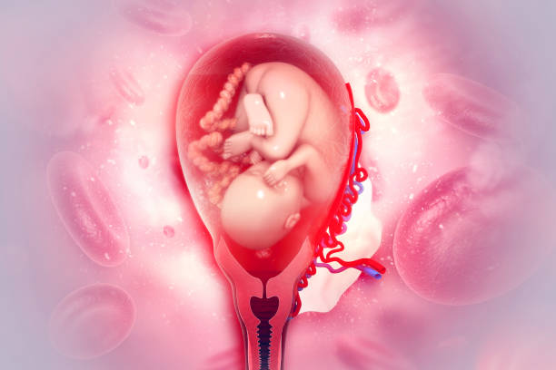 istock Human fetus on scientific background 1089684916