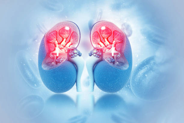 human kidney cross section on scientific background - suprarenal gland imagens e fotografias de stock