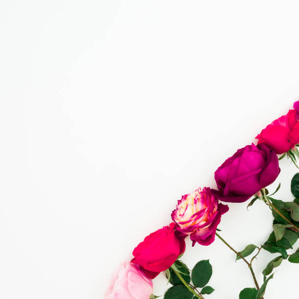 istock Roses flowers with leaves on white background. Flat lay, top view. Floral composition with copy space 1089689244