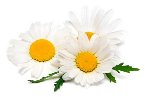 istock Chamomile or camomile flowers isolated on white background 1089694790