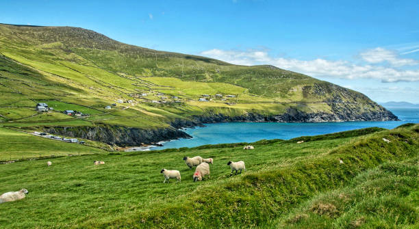 istock Sheeps in irish landscape 1089695578