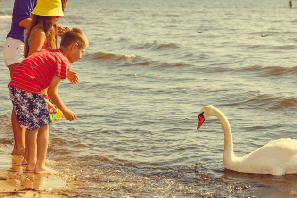 istock Kids playing with swan white bird. 1089698634