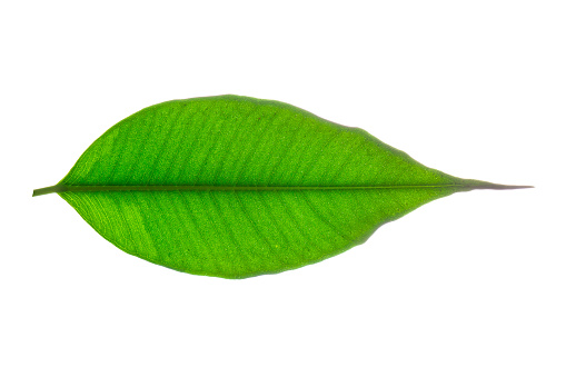 Single green leaf isolated on white background. Studio shoot.