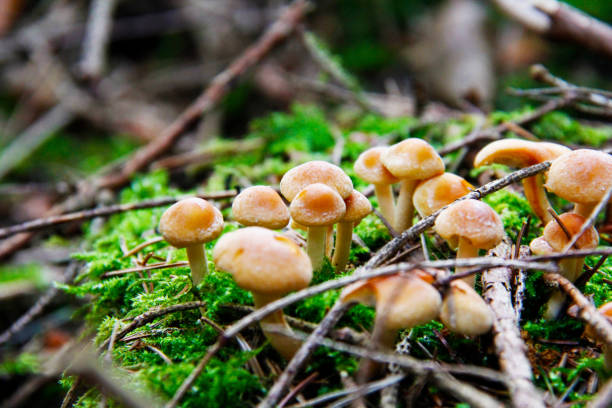 istock Mushrooms in the forest 1089700548