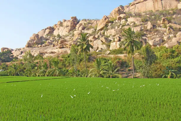 Photo of Green rice fields or terraces in the village of Hampi. Palm trees, sun and rice fields in Hampi. Tropical exotic landscape