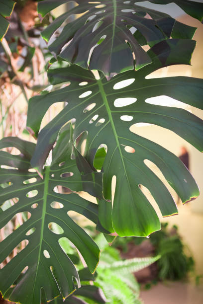 istock large palm leaves bright office near window 1089704018
