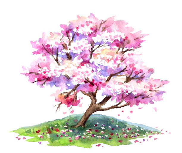 sakura blüte - sakura stock-grafiken, -clipart, -cartoons und -symbole