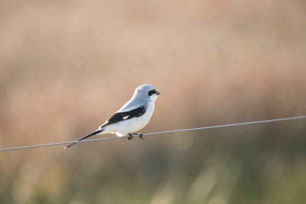 istock Great Grey Shrike, Lanius excubitor 1089707478