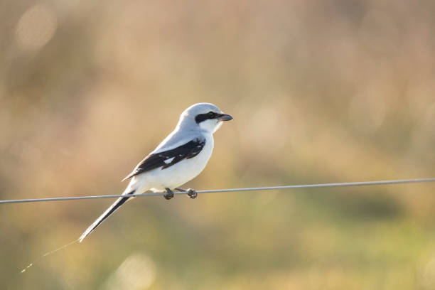 istock Great Grey Shrike, Lanius excubitor 1089707488