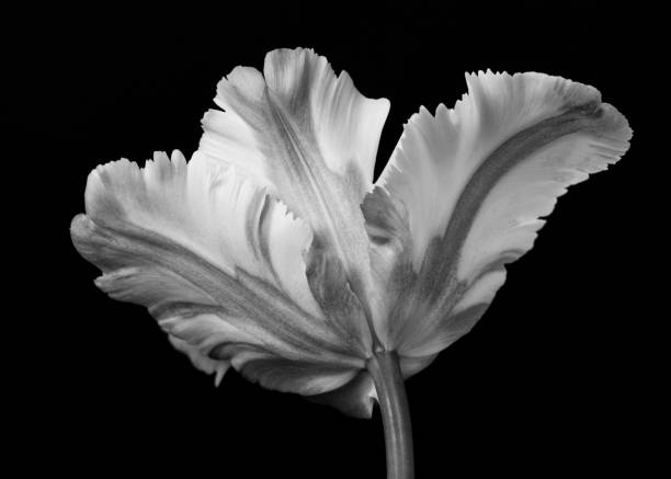 istock Close-up dramatic blooming parrot tulip flower head 1089712102