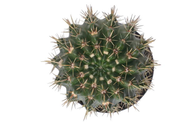 istock Cactus plant isolated on white background 1089712470