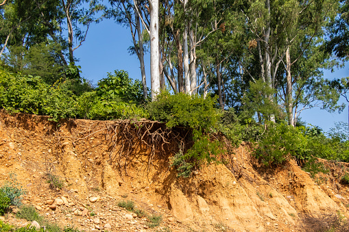 Abrir las raíces de los árboles debido a deslizamientos, erosión, después del corte de la carretera del suelo photo
