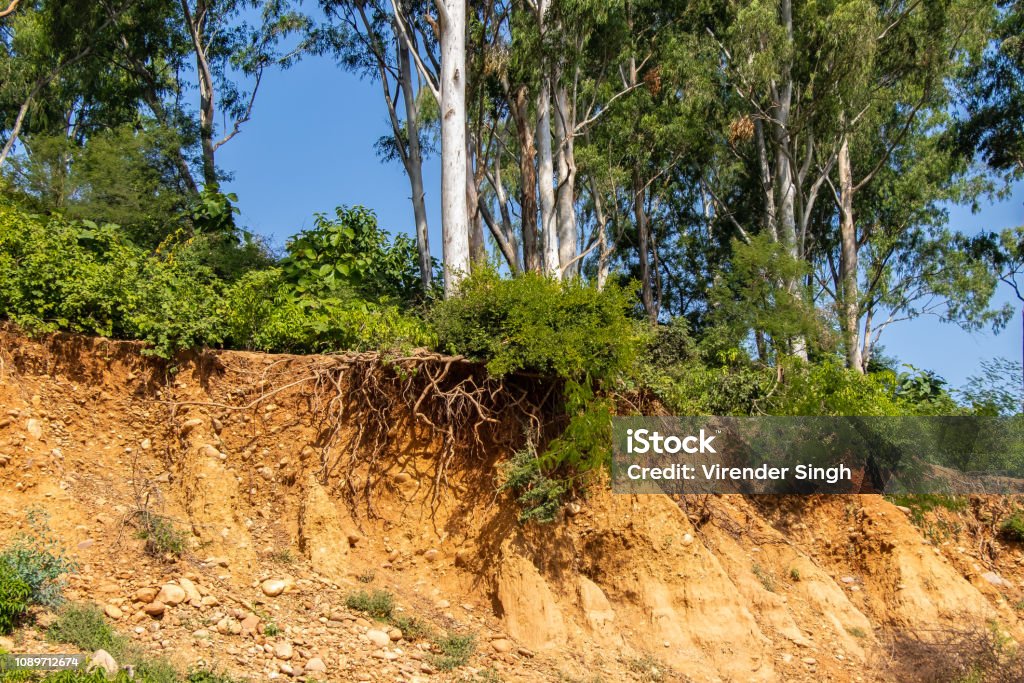 Abrir Las Raíces De Los Árboles Debido A Deslizamientos Erosión Después Del  Corte De La Carretera Del Suelo Foto de stock y más banco de imágenes de  Erosionado - iStock