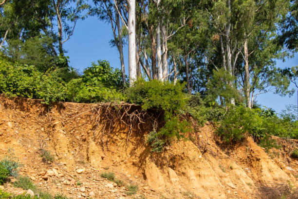 Open trees roots due to landslides, soil erosion, after road cut Due to road cut during making the roads soil erosion and trees roots opened singh stock pictures, royalty-free photos & images