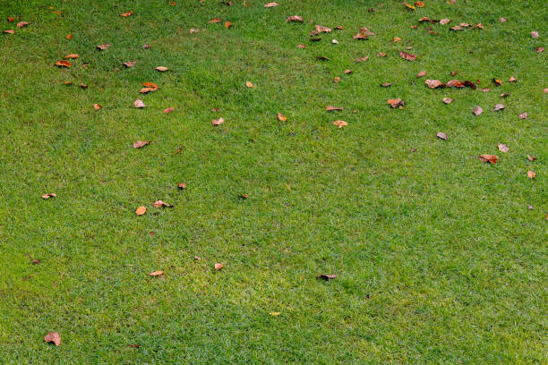 istock Natrual Green Lawn, with dry leafs 1089712738